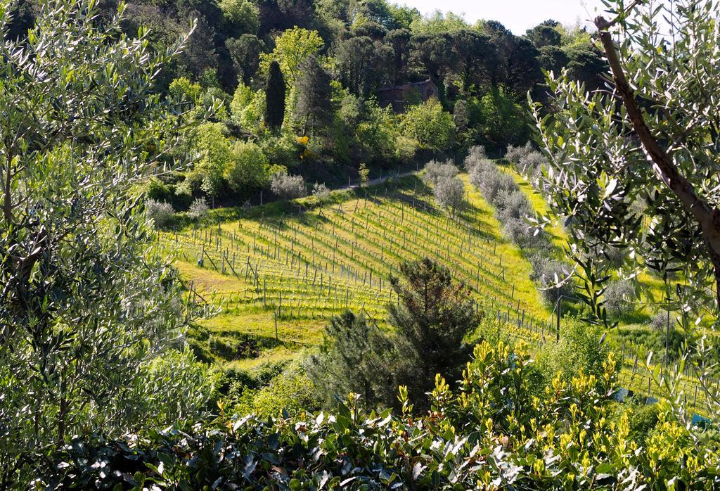 Agriturismo Poggio All'Olmo Villa Greve in Chianti Exterior photo